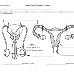 The male reproductive system worksheet