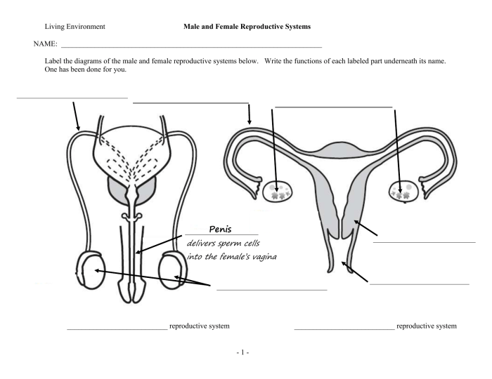 The male reproductive system worksheet