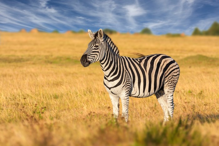 Domesticated zebra zebras jumping