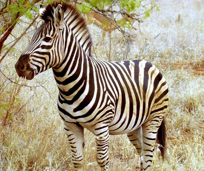 Zebra zebras animal cebra animals cebras animais la imagem africa african