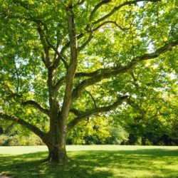 Churchyard tree in romeo and juliet