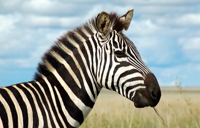 Zebra serengeti beautiful most animal africa face road zebre unique grown roommate annoying problems having creatures dines casually near december