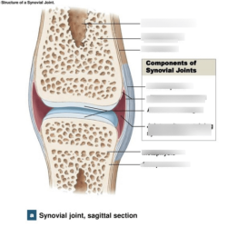 Art-labeling activity: structure of a typical synovial joint