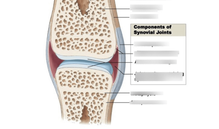 Art-labeling activity: structure of a typical synovial joint