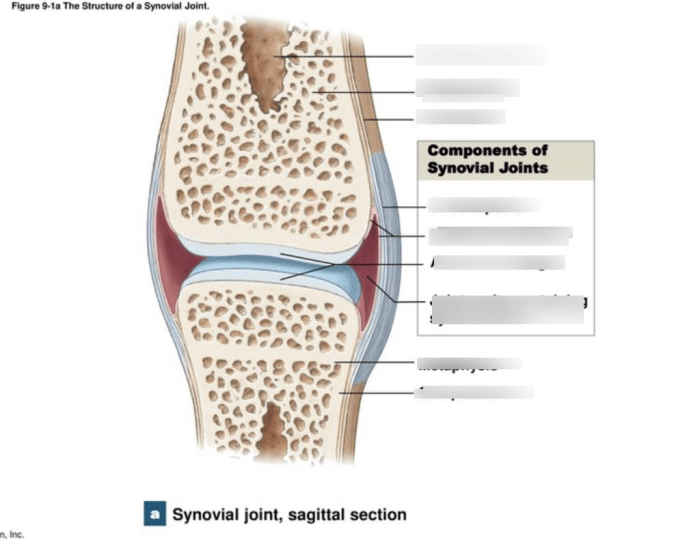 Art-labeling activity: structure of a typical synovial joint