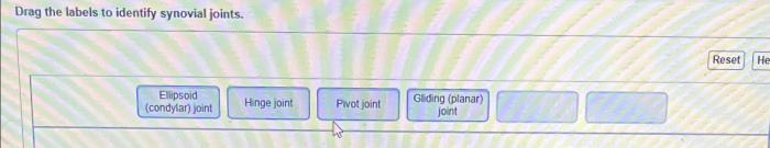 Drag the labels to identify synovial joints.