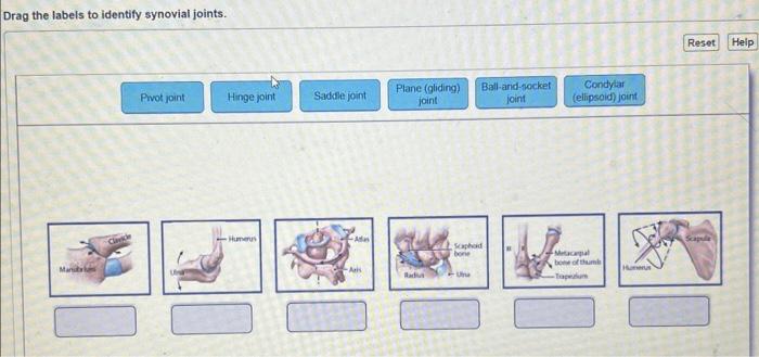 Drag the labels to identify synovial joints.