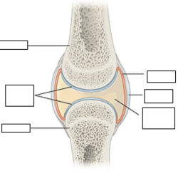 Drag the labels to identify synovial joints.