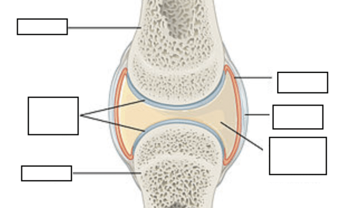 Drag the labels to identify synovial joints.