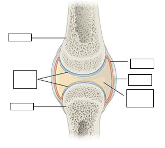 Drag the labels to identify synovial joints.