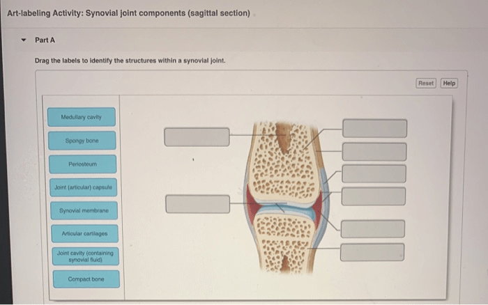 Art-labeling activity: structure of a typical synovial joint