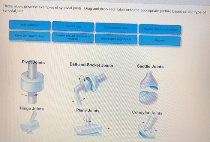 Drag the labels to identify synovial joints.