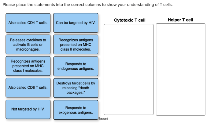 Place the statements about t-cell activation in the correct order