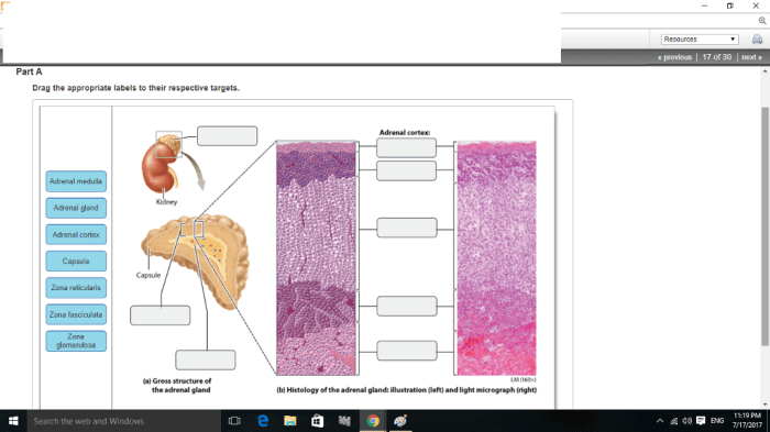 Provide the labels for the electron micrograph in figure 19.5