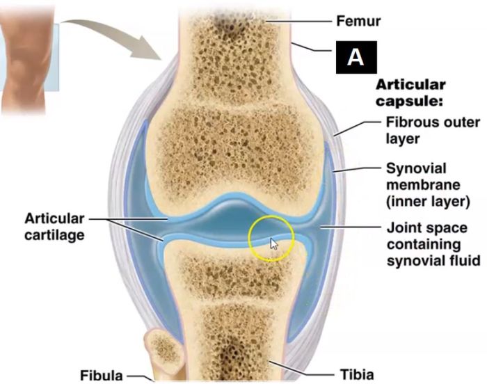 Art-labeling activity: structure of a typical synovial joint